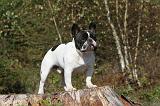 BOULEDOGUE FRANCAIS 322